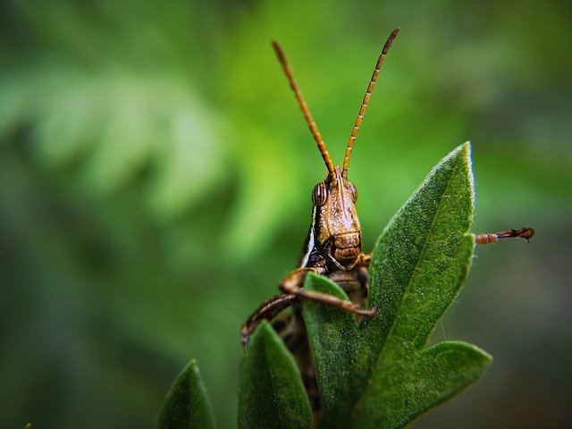 Big Bug Hunt!